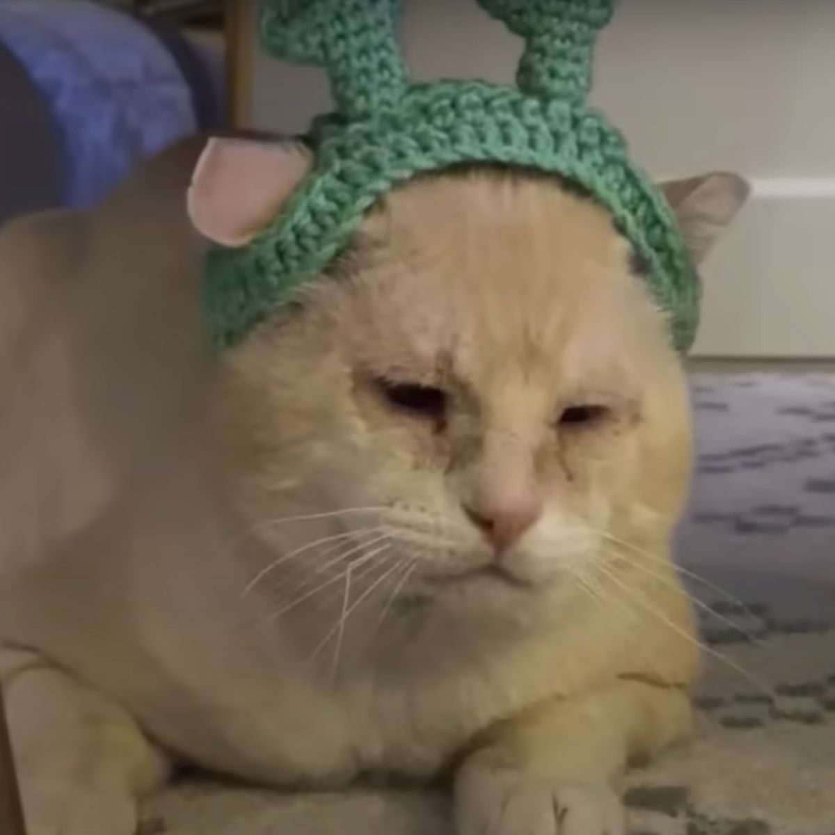 cat wearing shrek ears