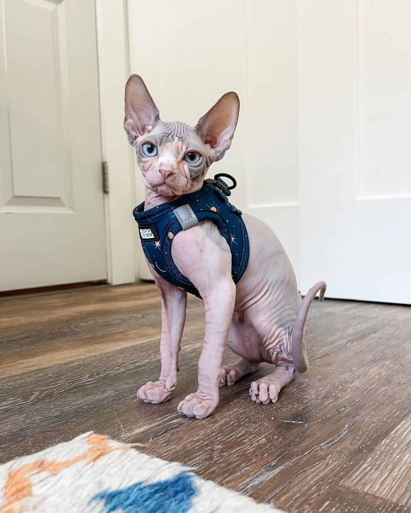 cat wearing vest