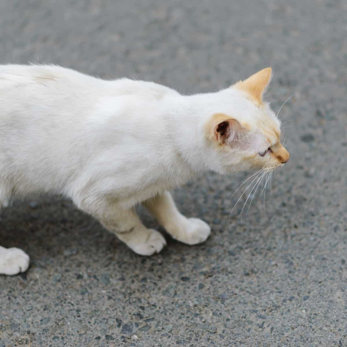 cat who was hit by a car