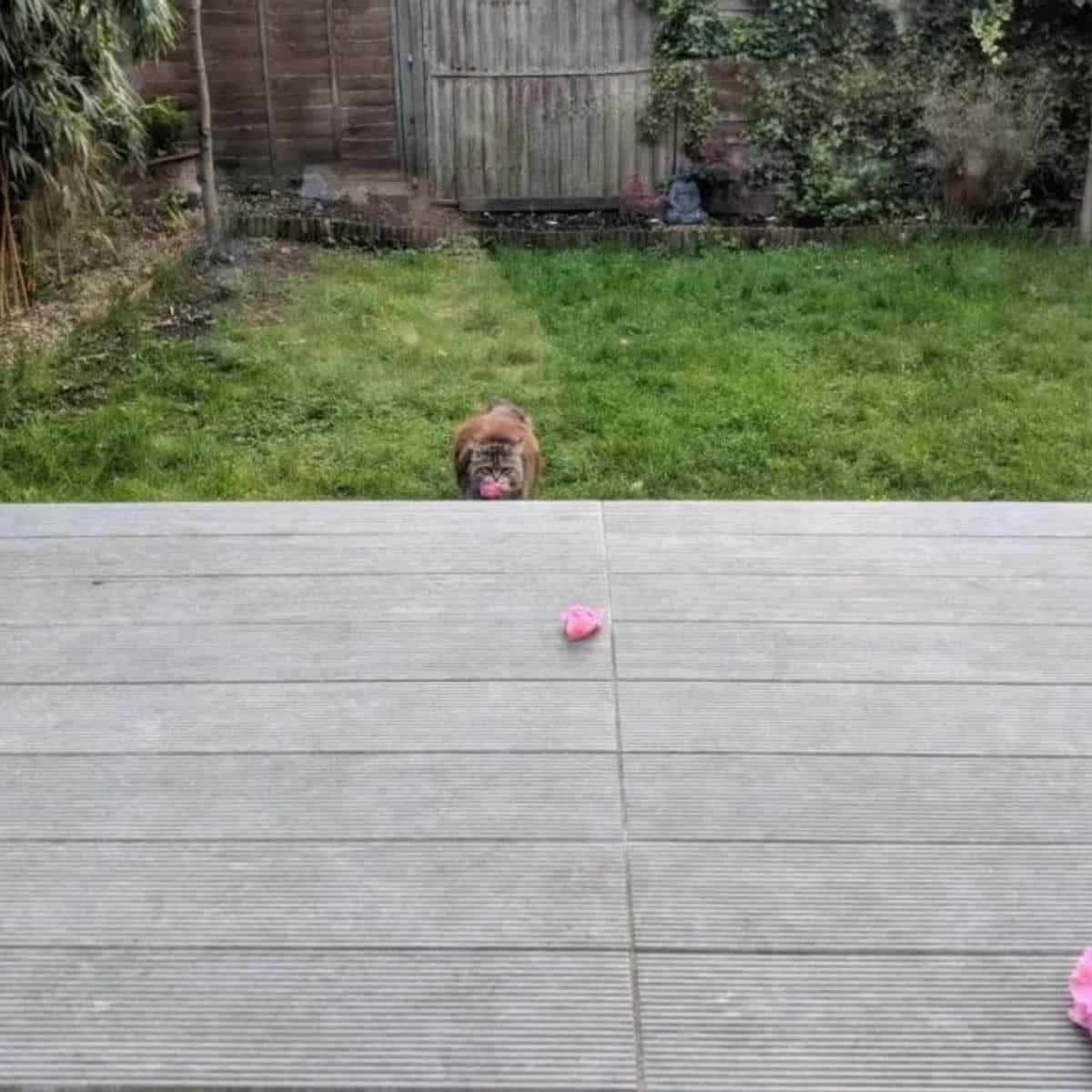 cat willow walking up to the patio with flowers