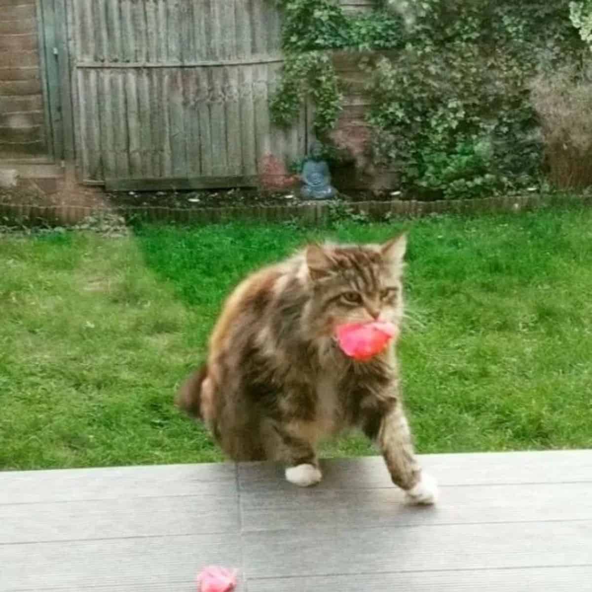 cat willow with flower in her mouth