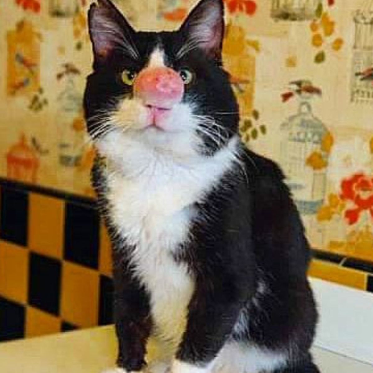 cat with a fungal disease on her nose