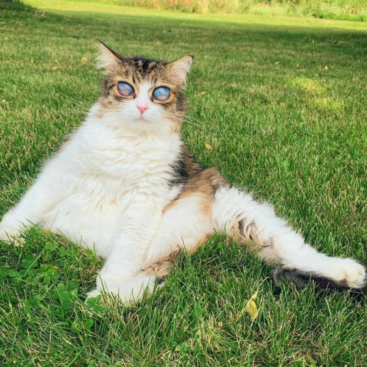 cat with beautiful eyes