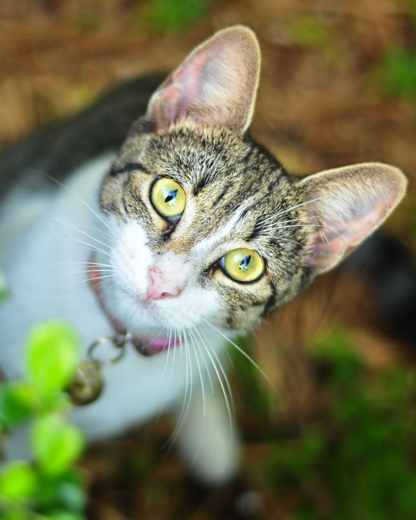 cat with bell