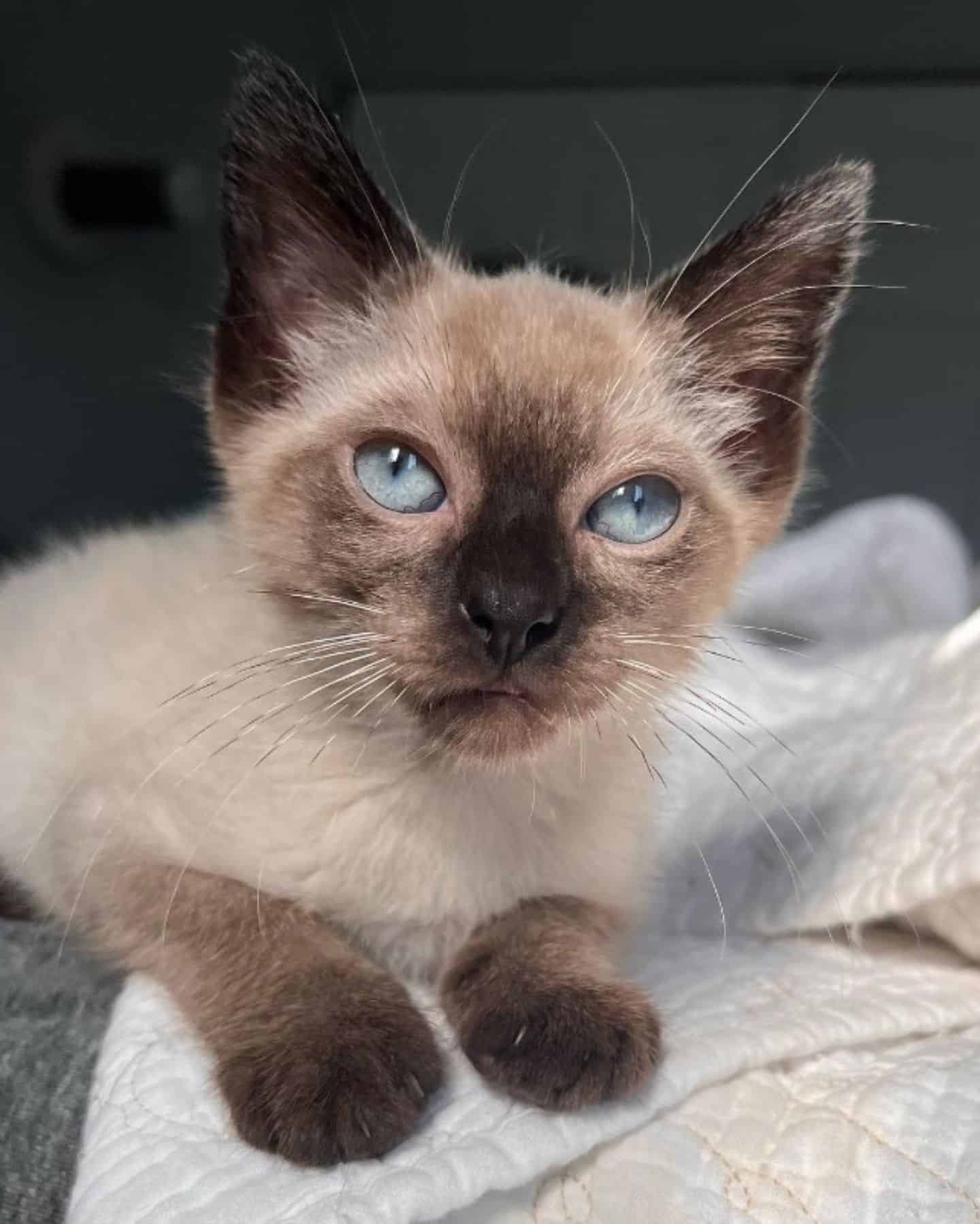 cat with blue eyes