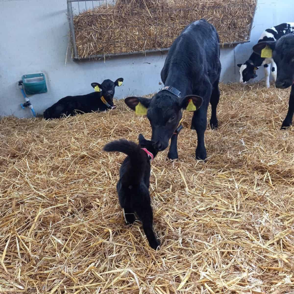 cat with cows