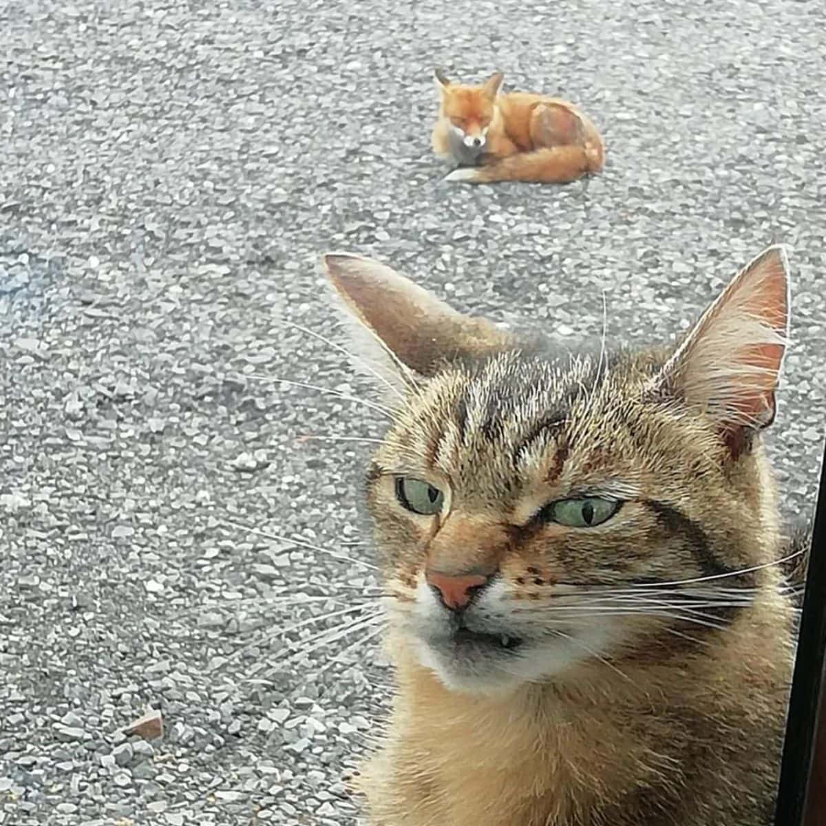 cat with funny face