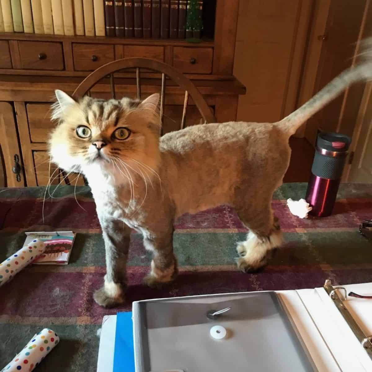 cat with funny haircut