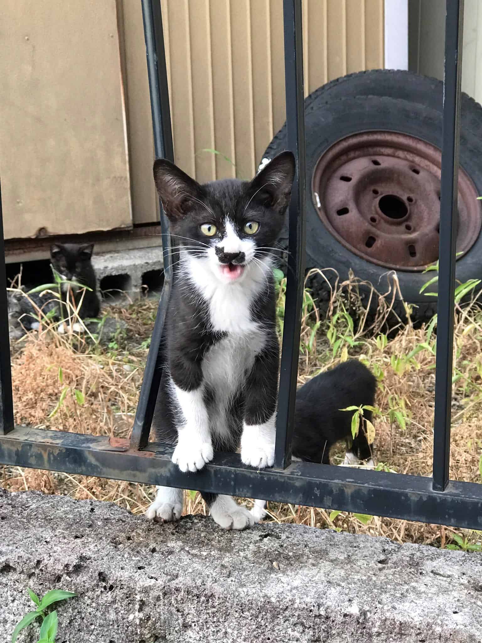 cat with funny marking on nose