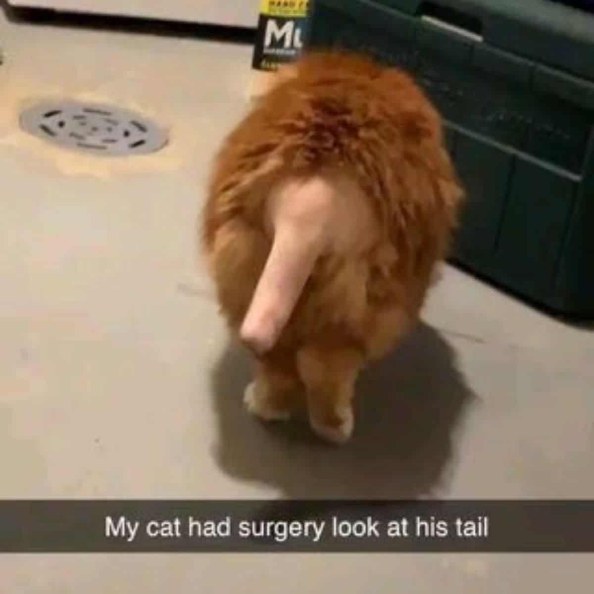 cat with funny tail