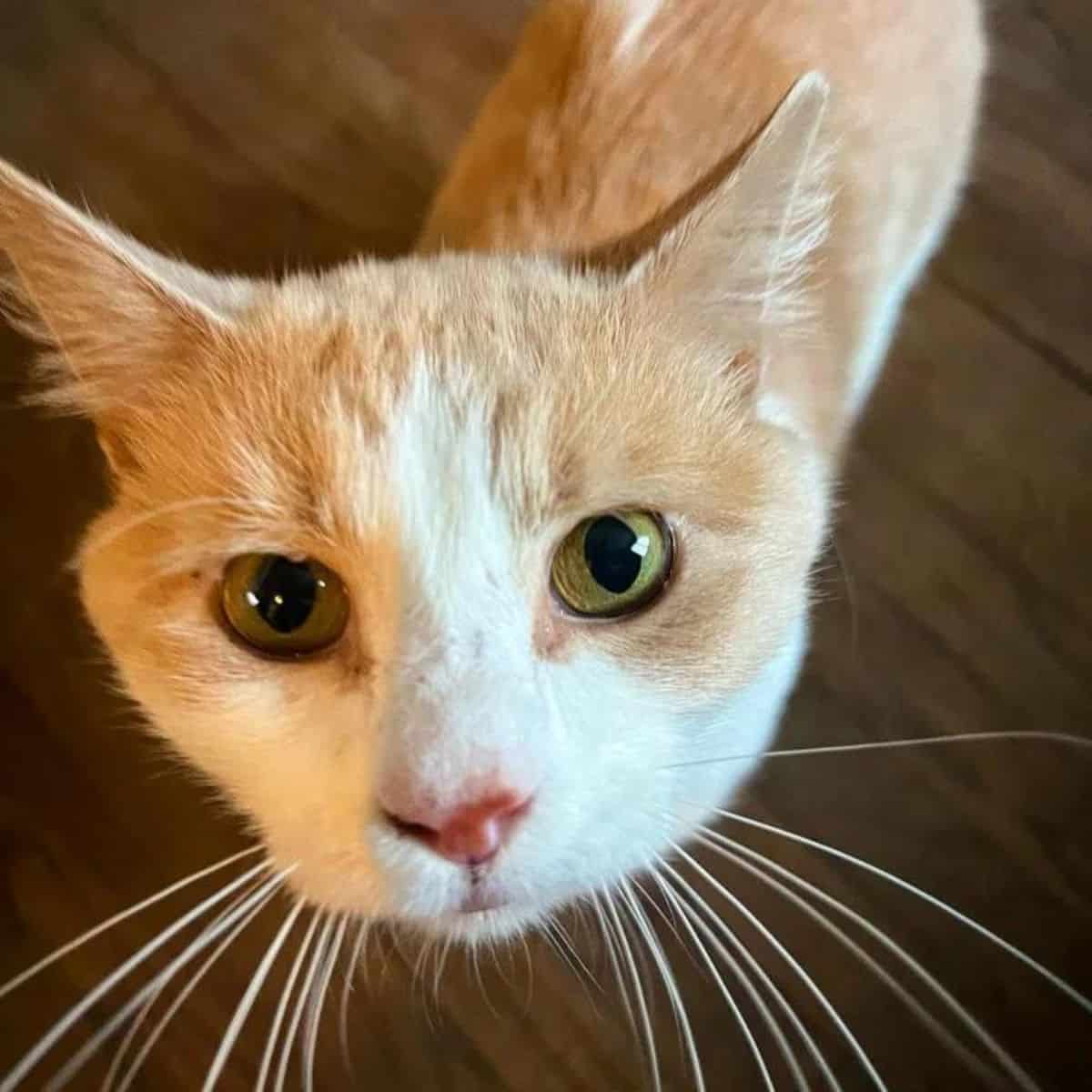 cat with green eyes