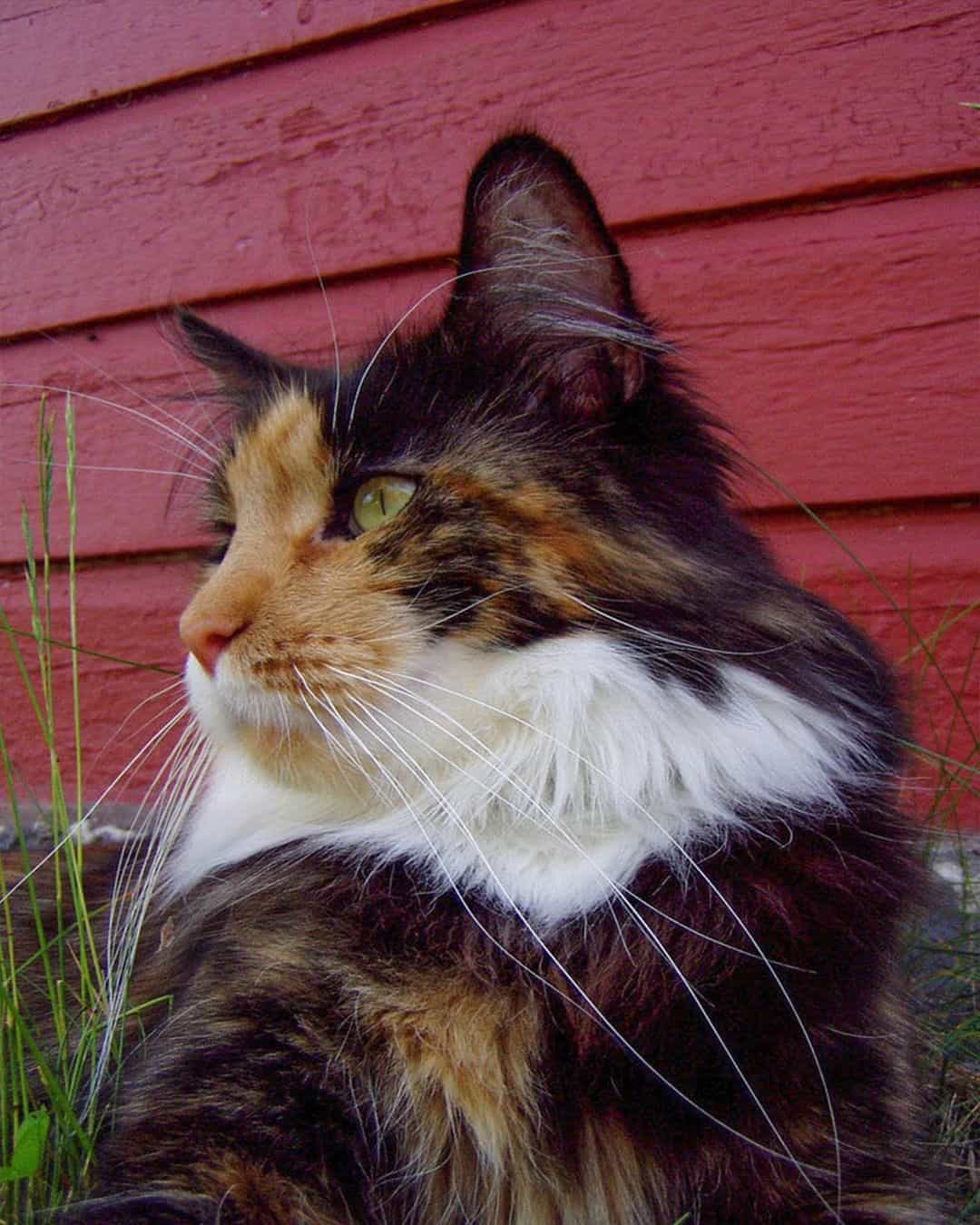 cat with longest whiskers in the world