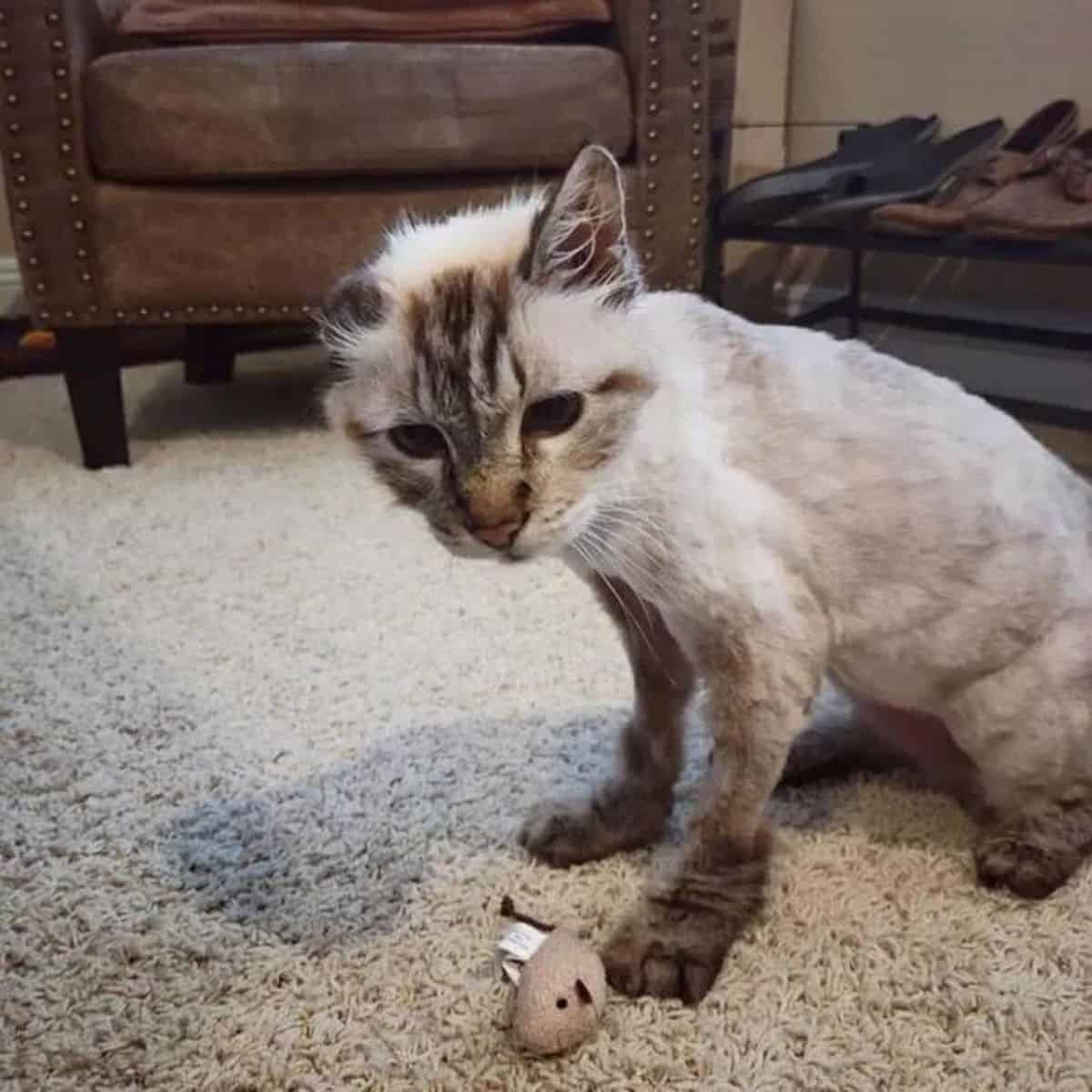 cat with one ear sitting on carpet