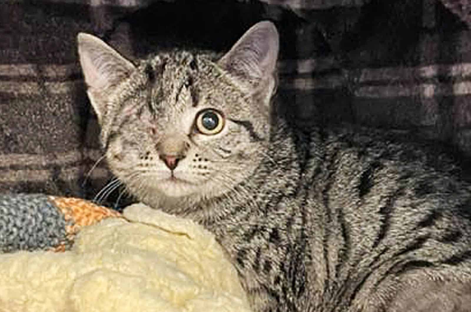 cat with one eye on the couch