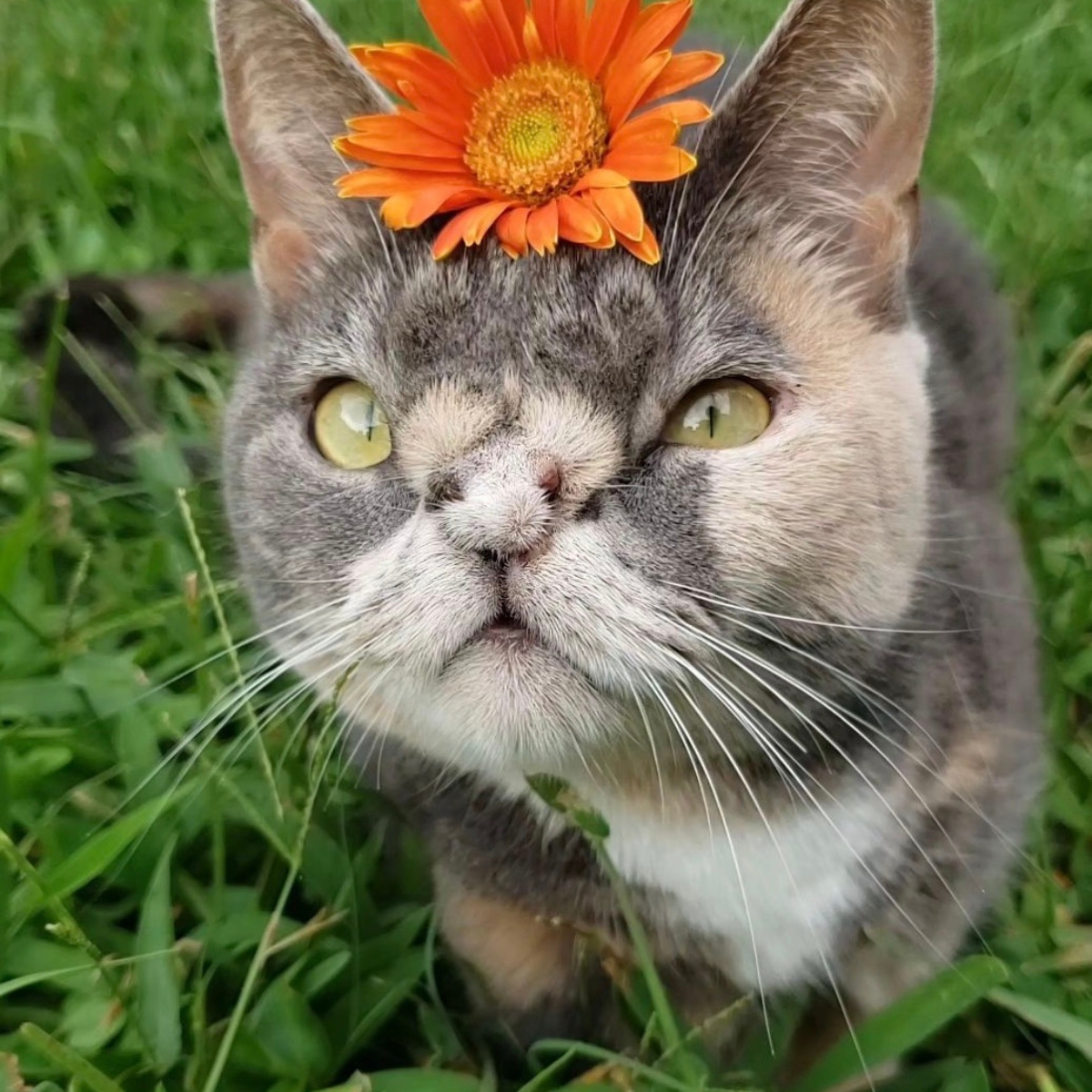 cat with orange flower