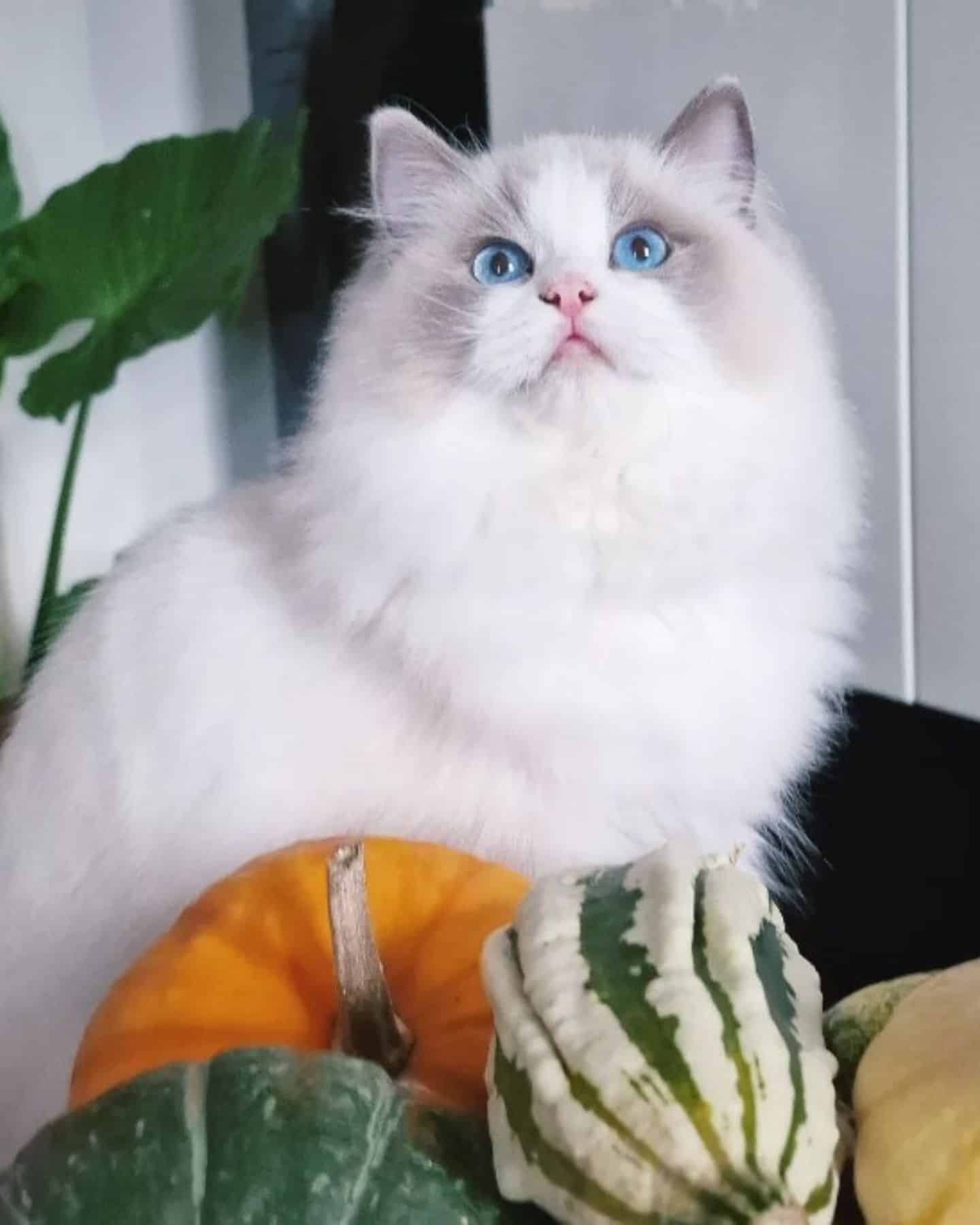 cat with pumpkins