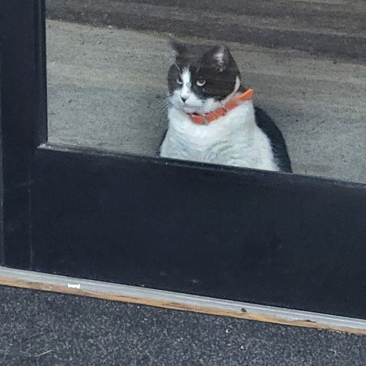 cat with red necklace