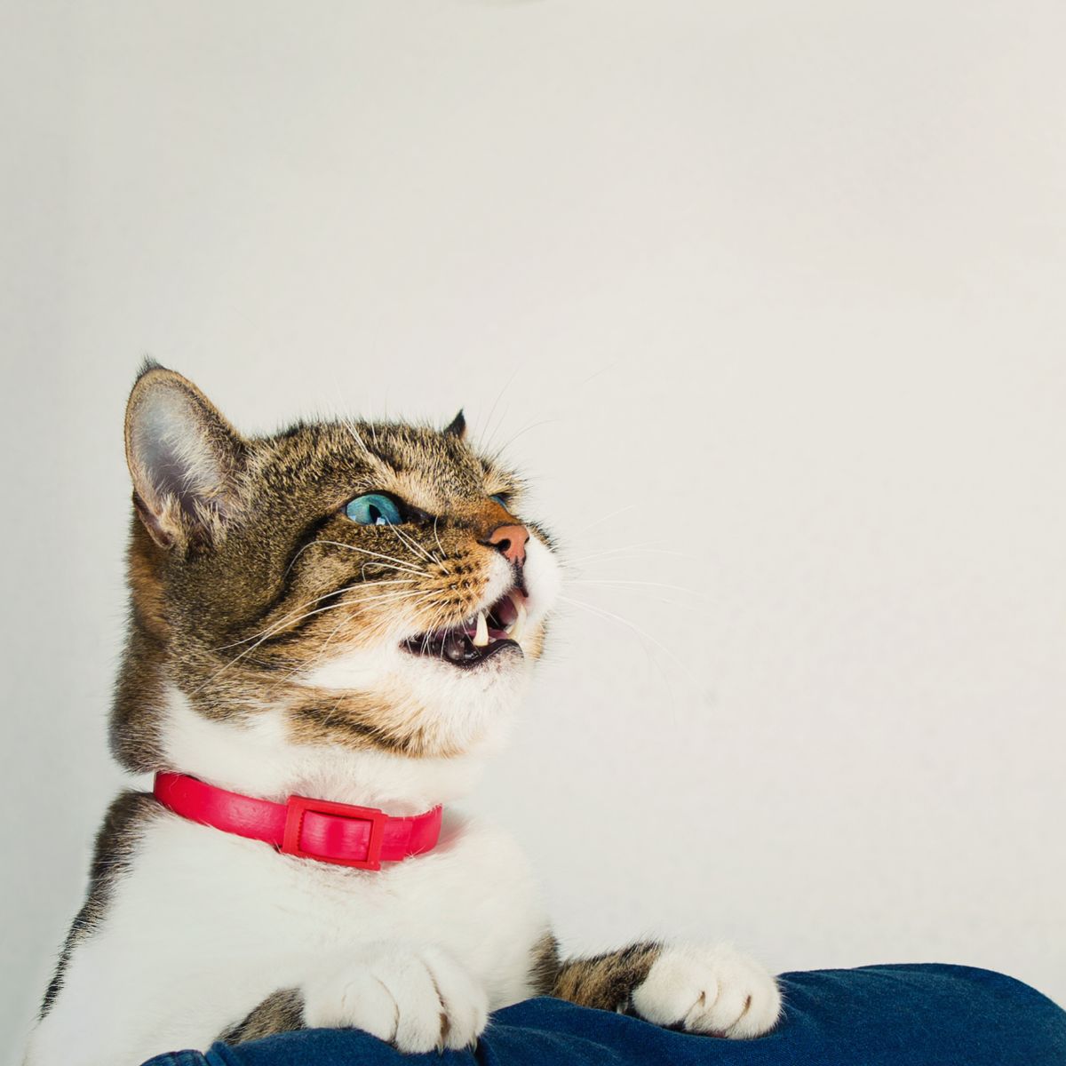 cat with red necklace