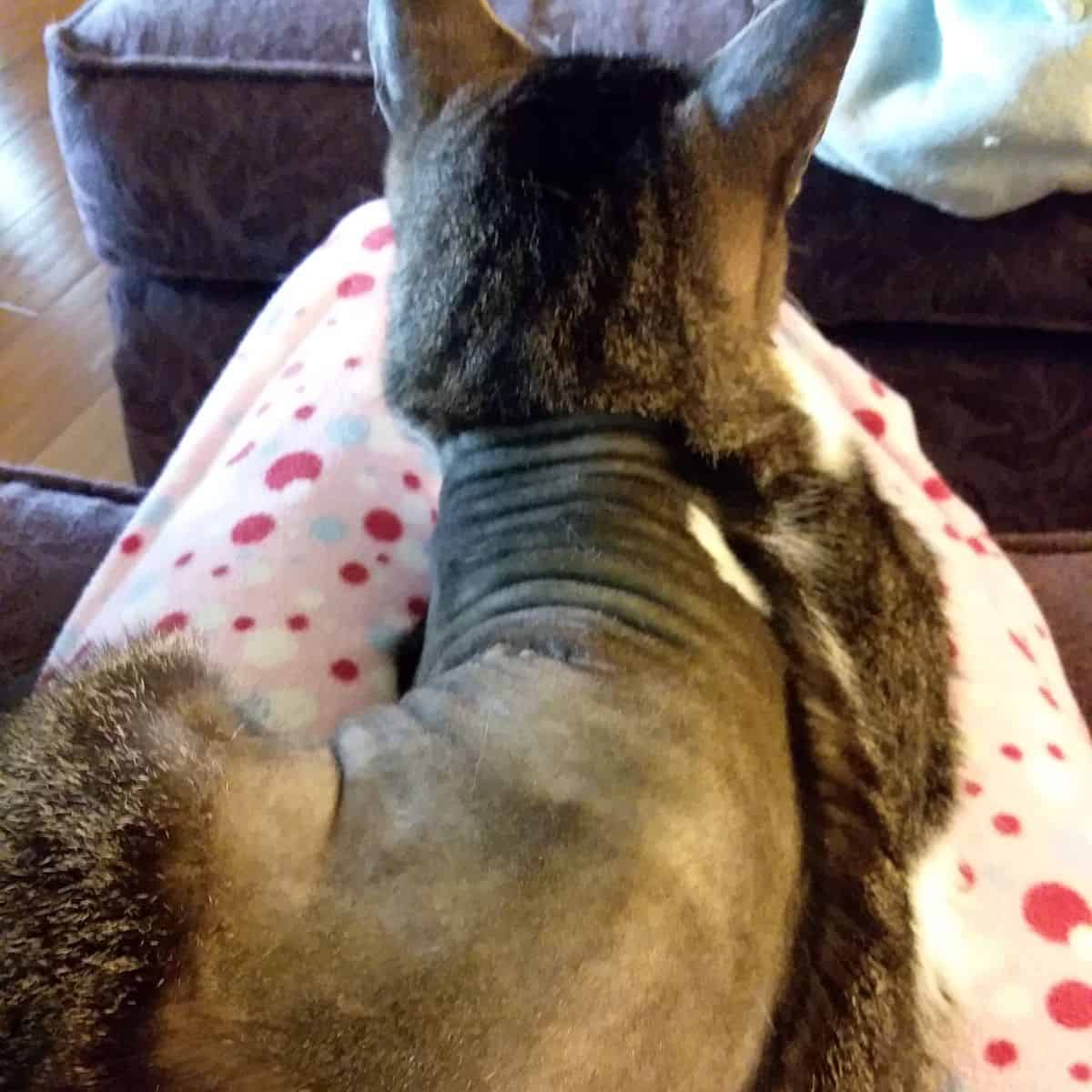 cat with silly haircut