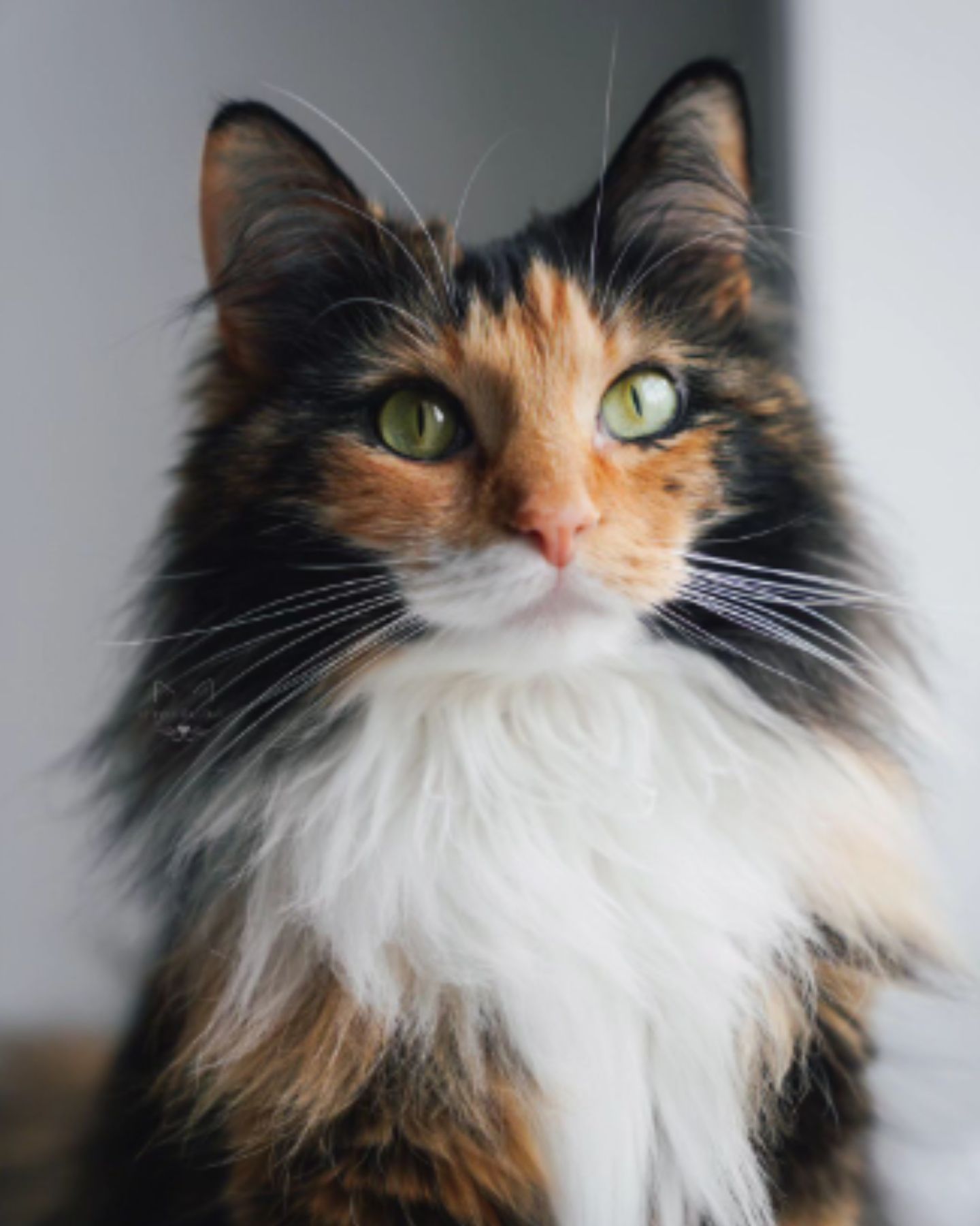 cat with tiger colors fur