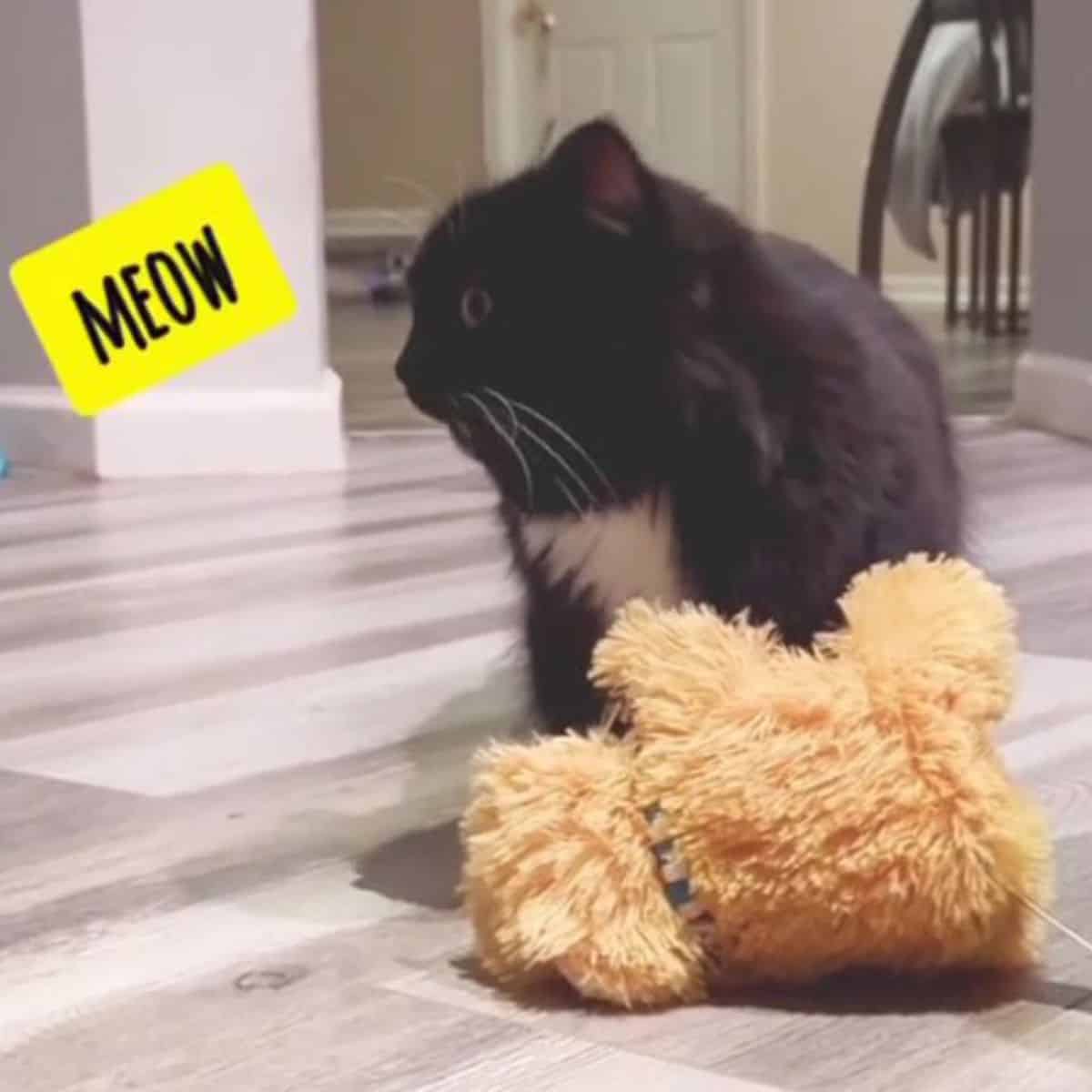 cat with toy