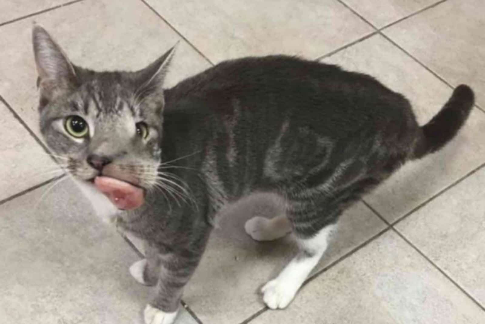 cat with tumor