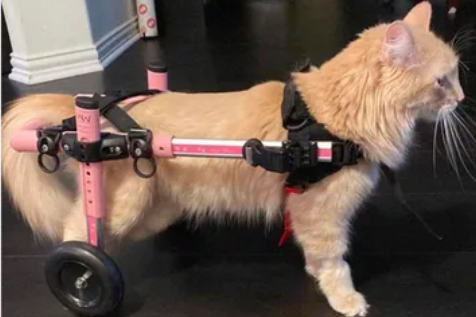 cat with wheels