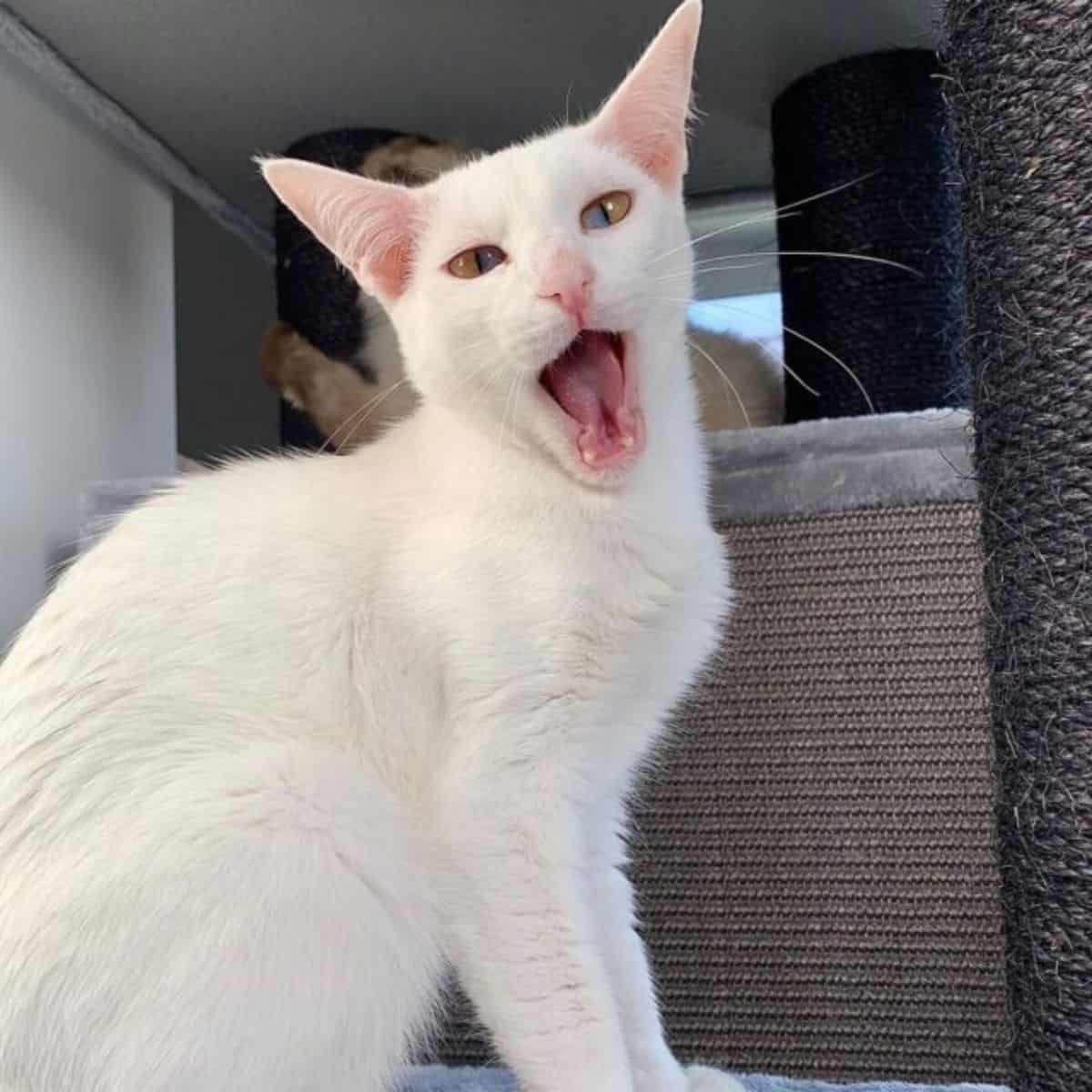 cat with wide open mouth