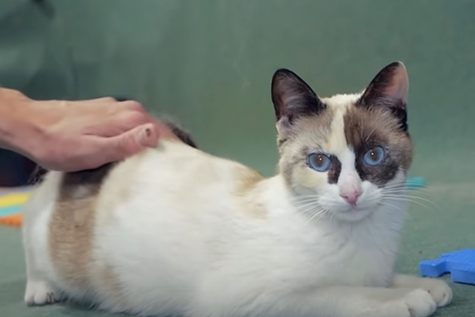 cat with woman who found her