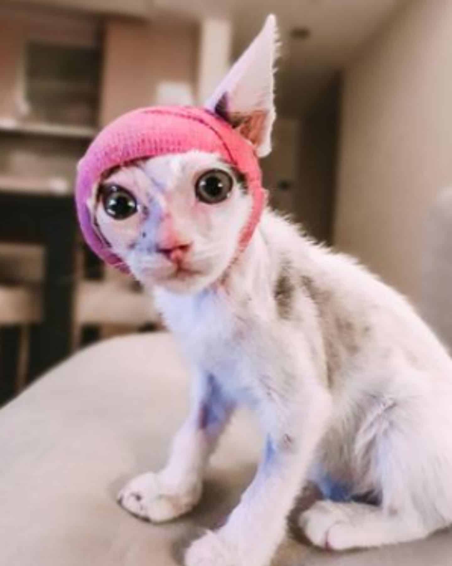 cat with wrapped head