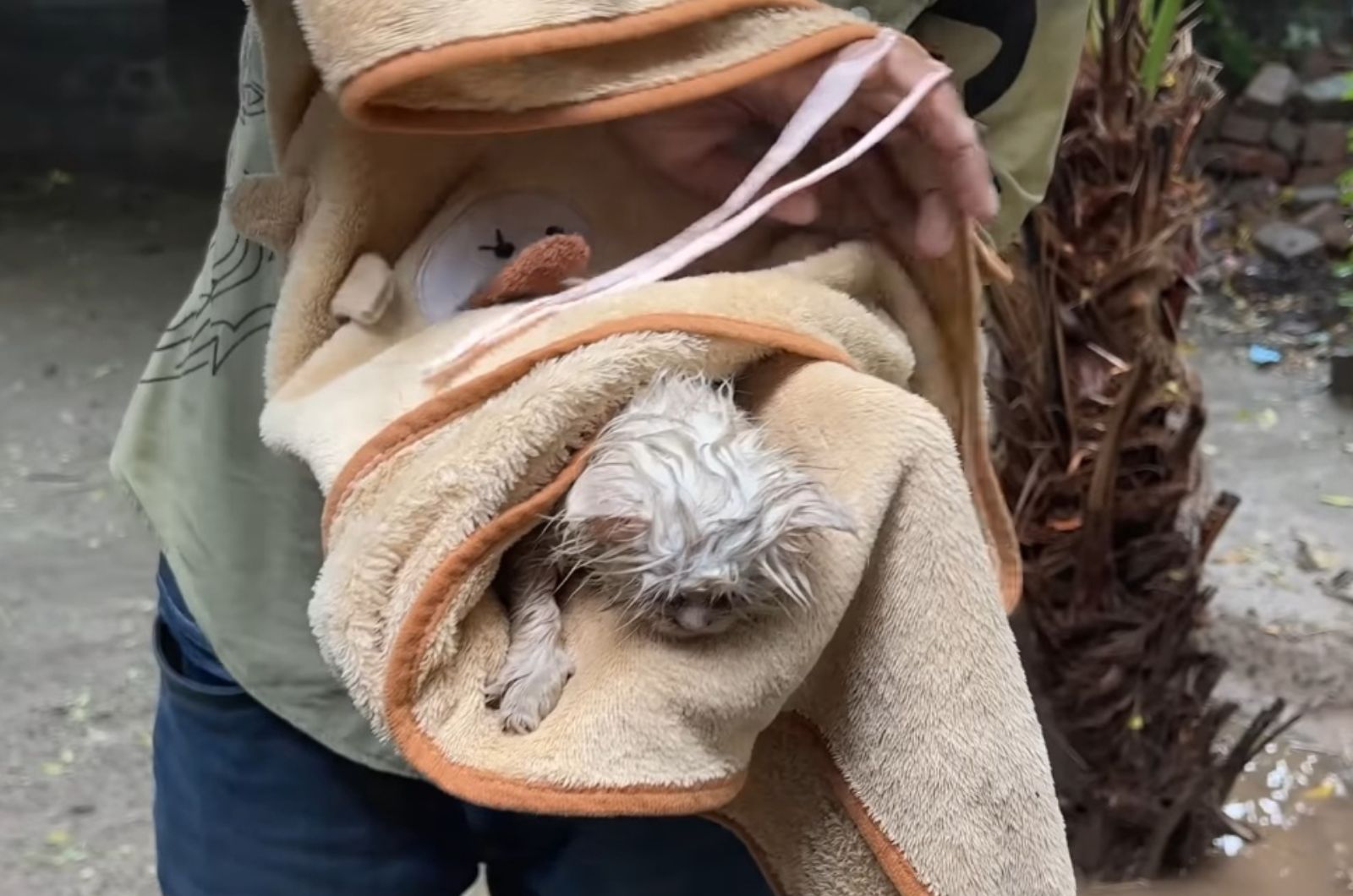 cat wrapped in a blanket