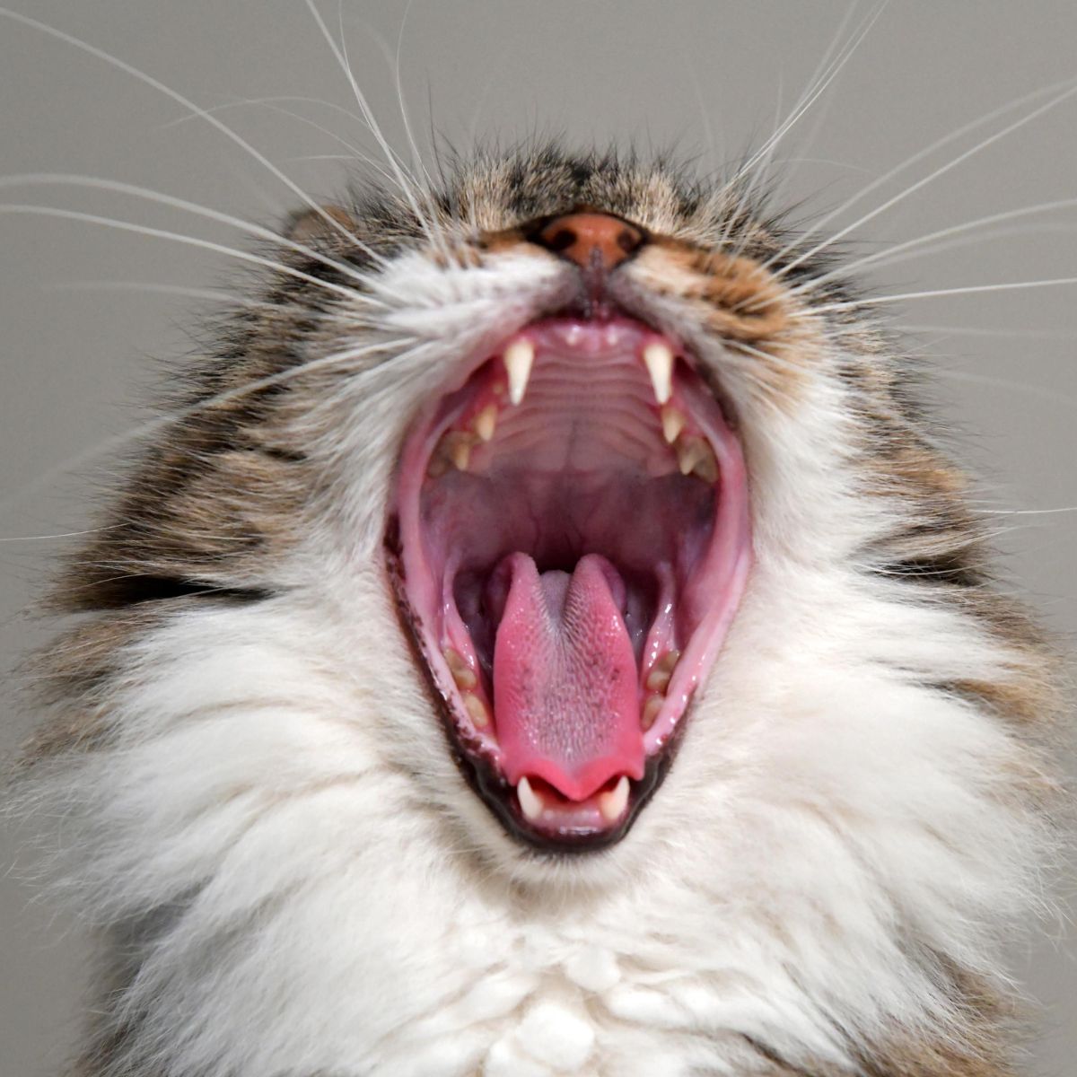 cat yawning