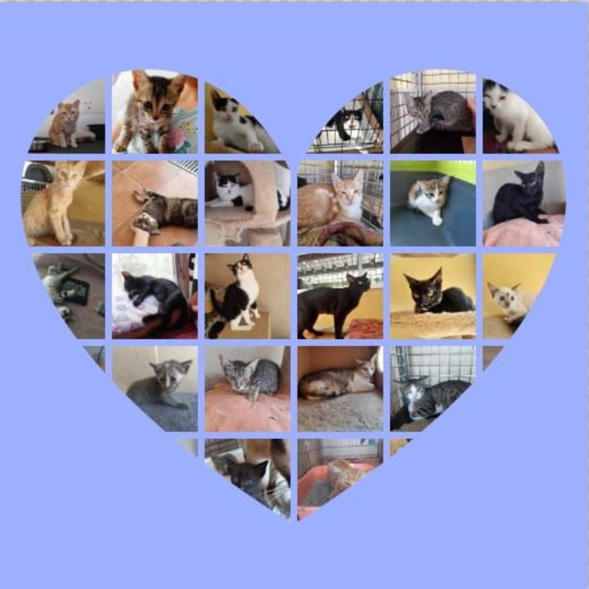 cats in heart shape