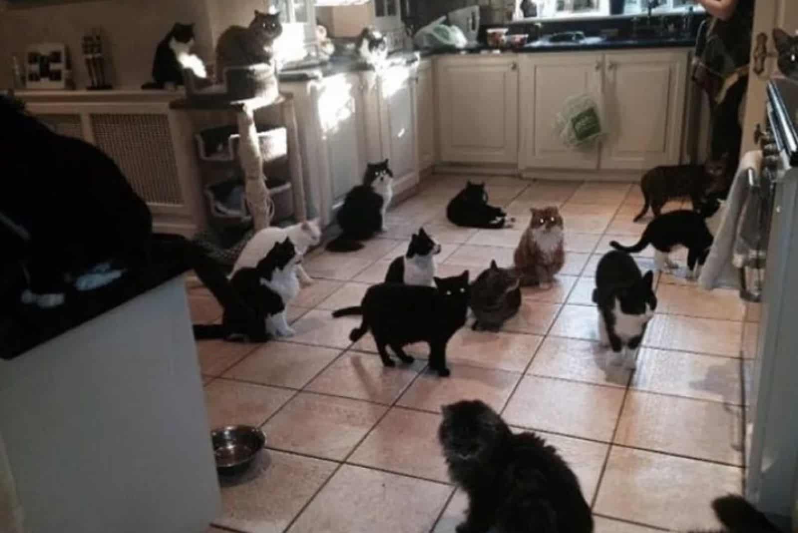 cats in the kitchen