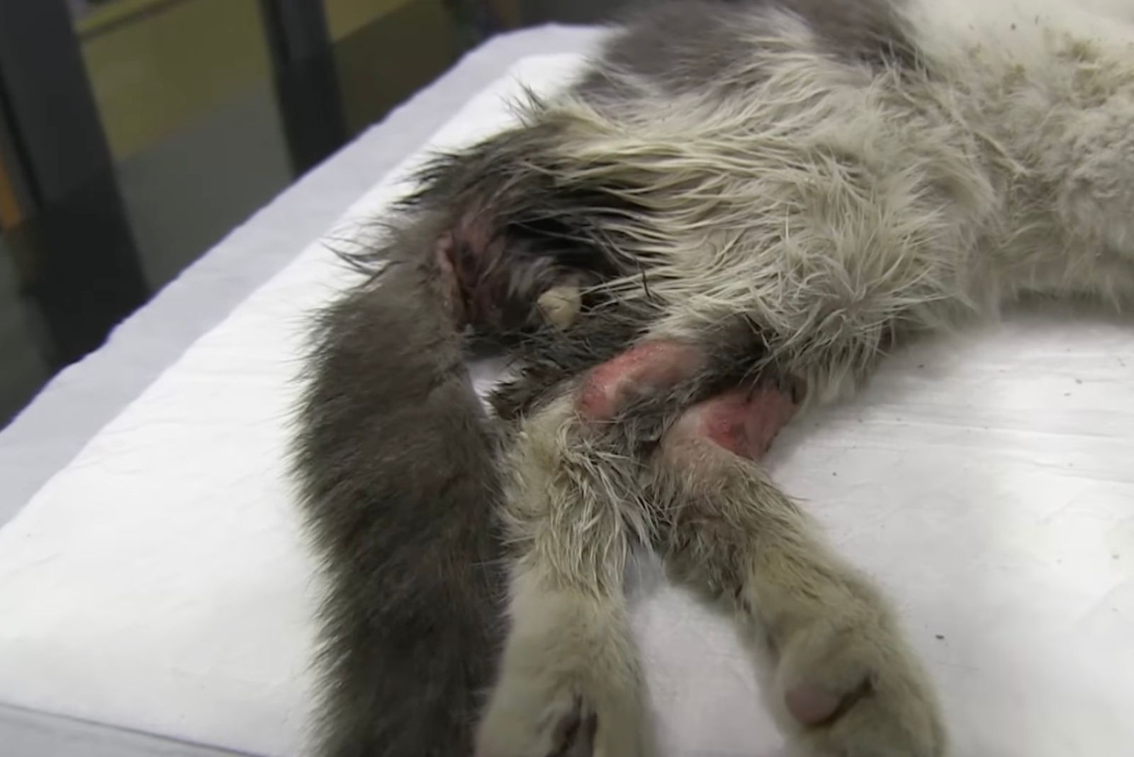 cat's injured legs