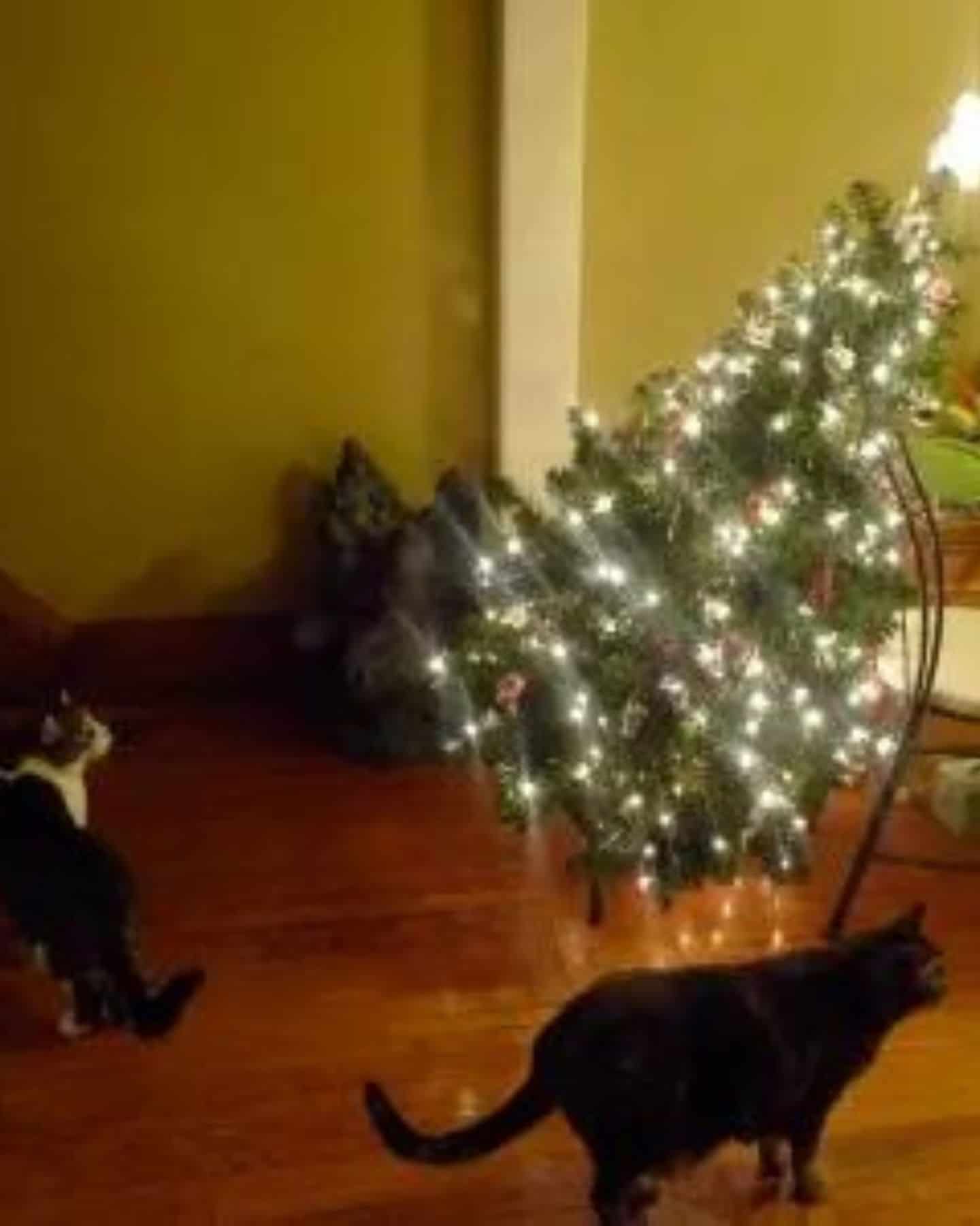 cats looking at christmas tree