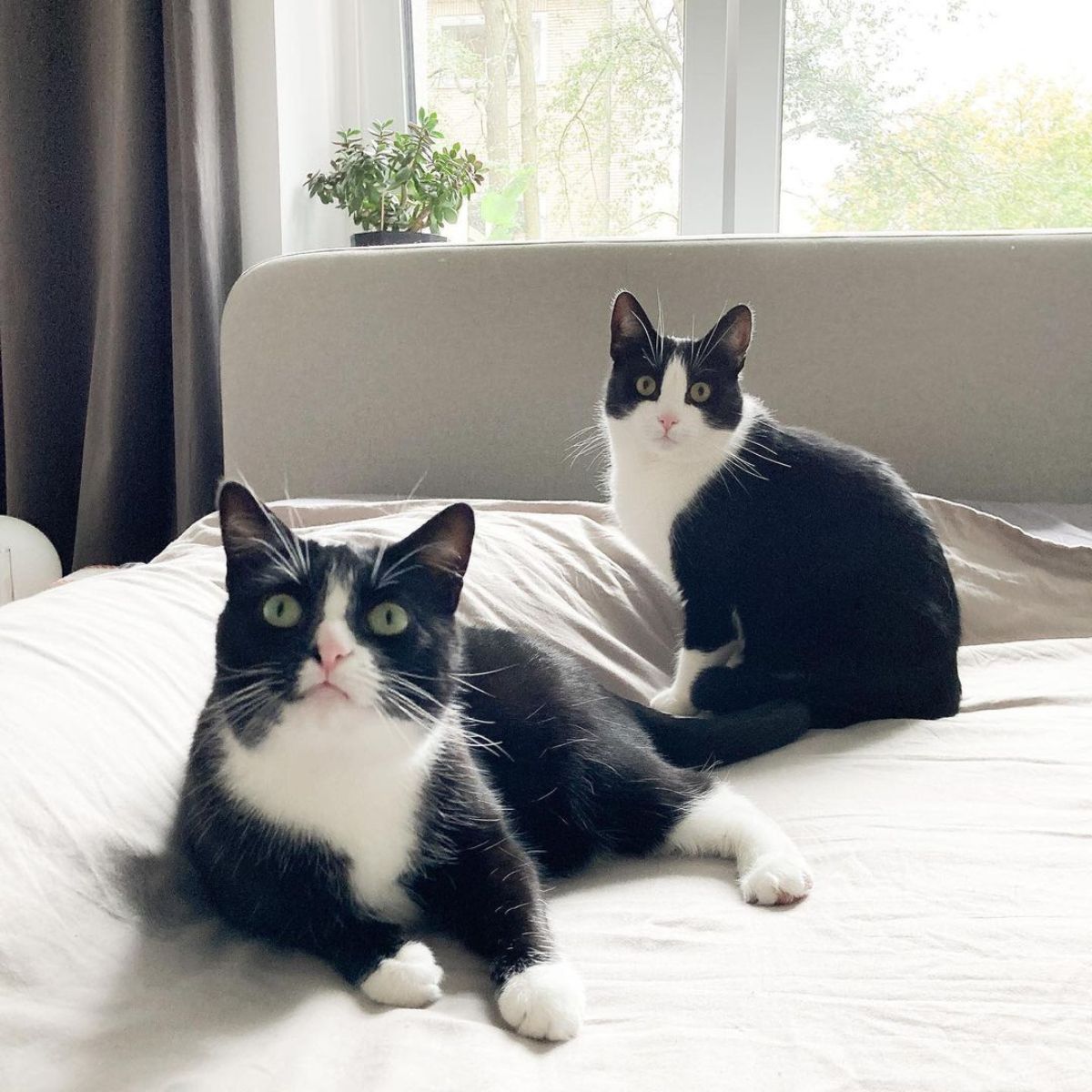 cats lying on a bed