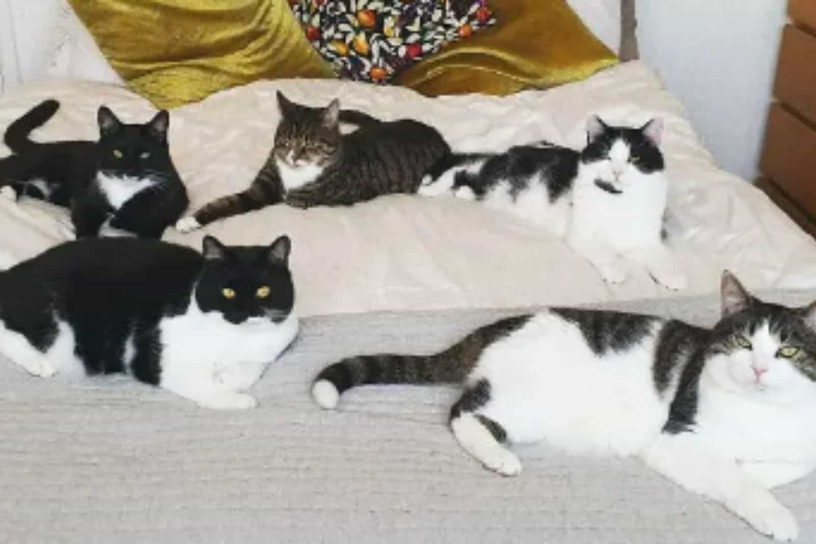 cats on bed