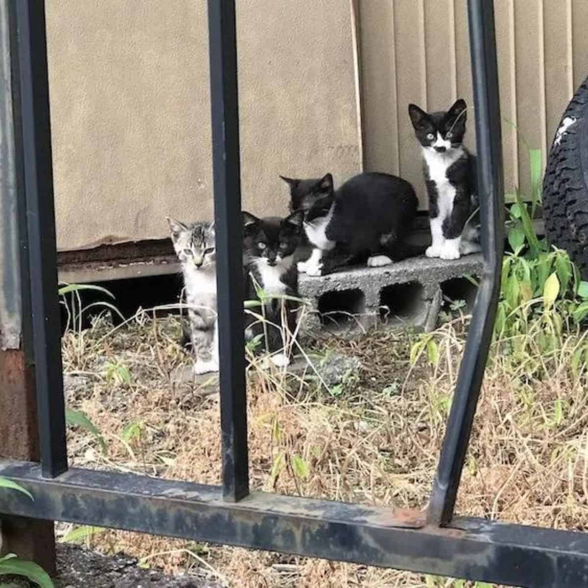 cats outdoor