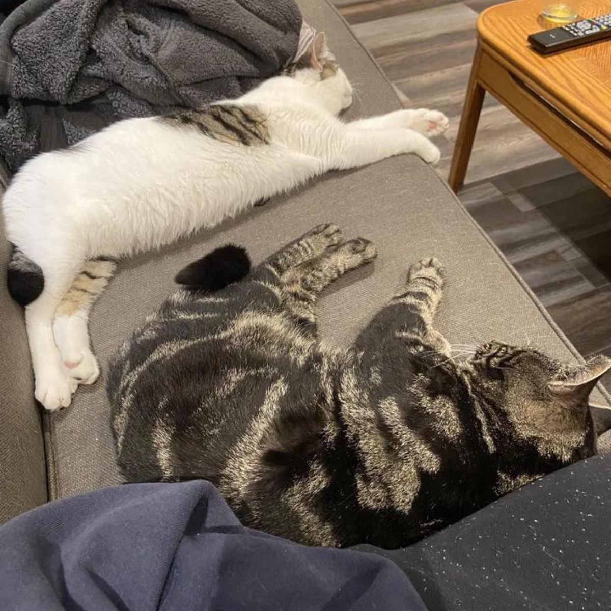 cats relaxing on the couch