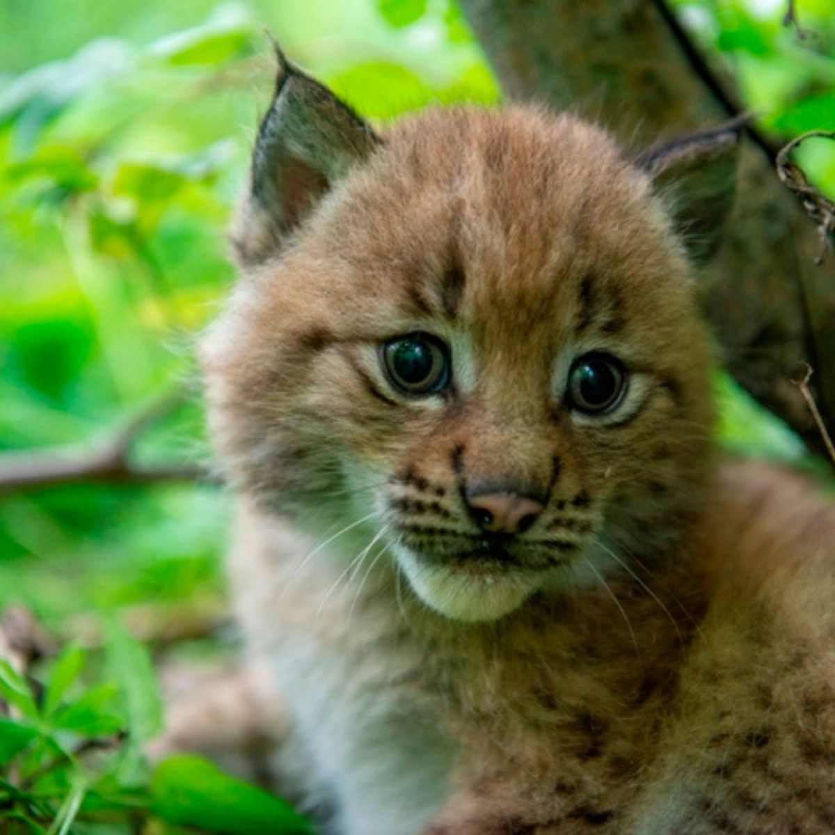 close-up photo of lynx cat