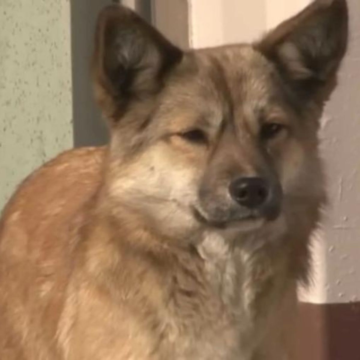 close-up photo of a dog