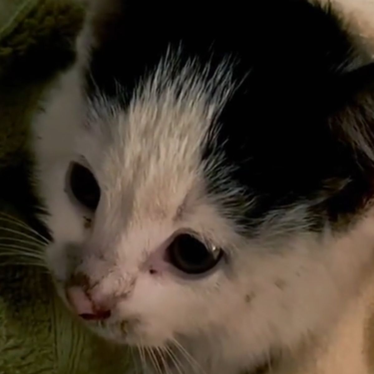 close-up photo of abused kitten