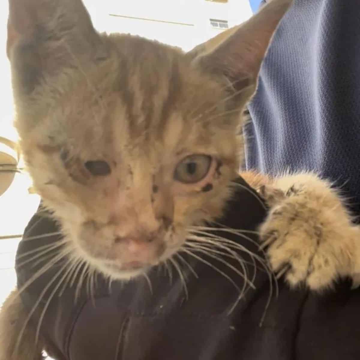 close-up photo of an injured kitten