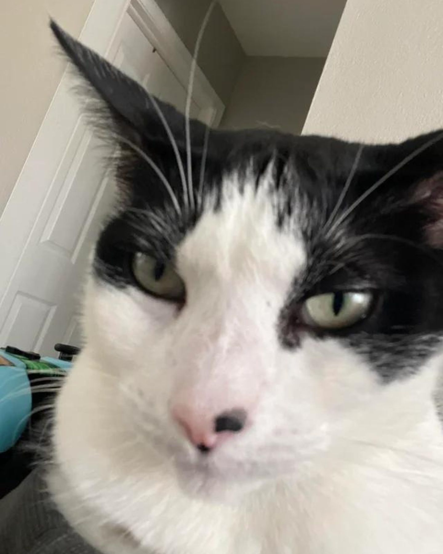 close-up photo of black and white cat