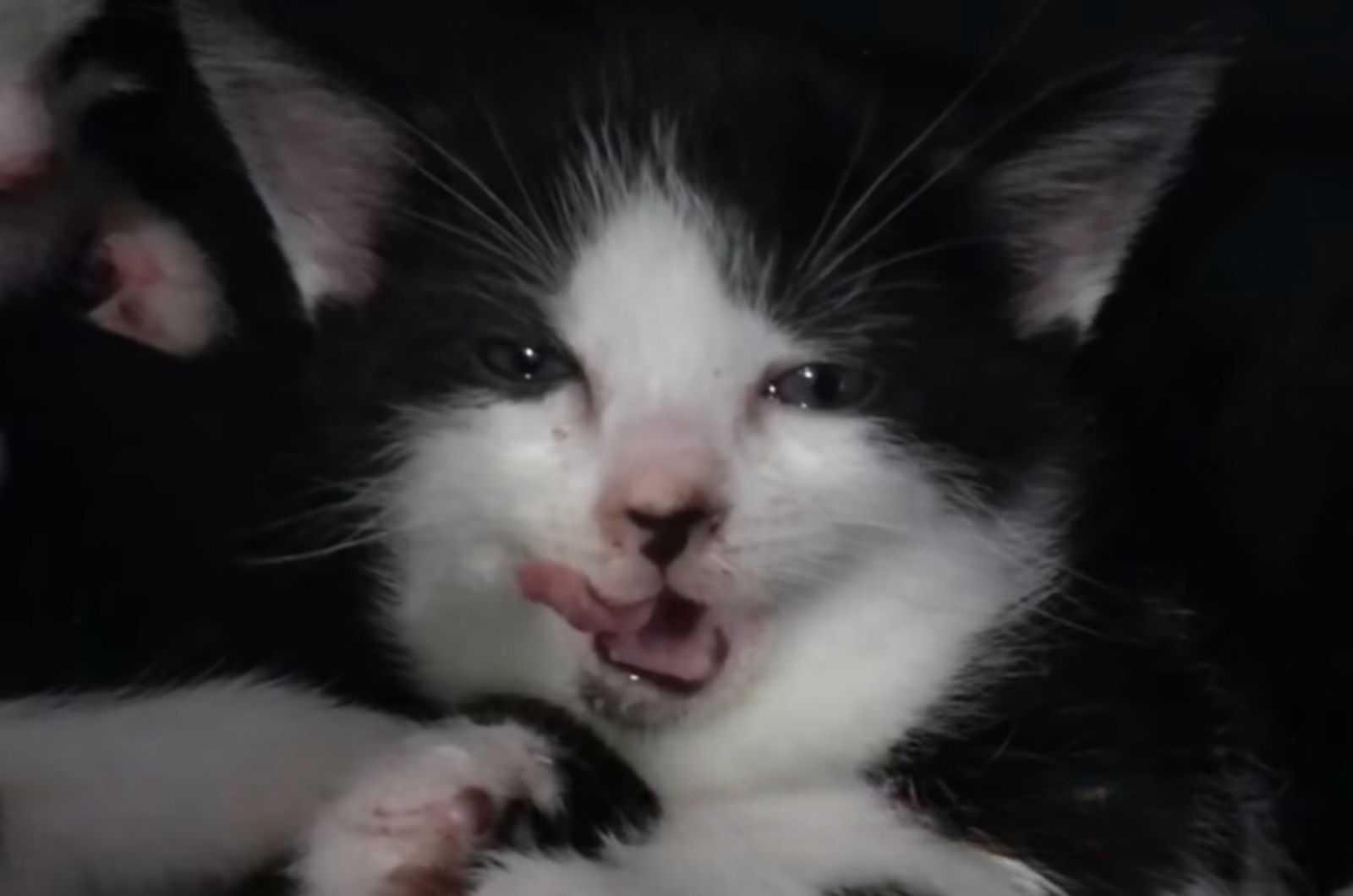 close-up photo of black and white kitten