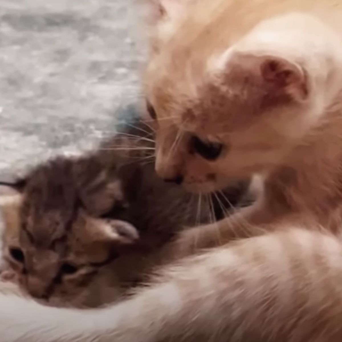 close-up photo of cat and kitten