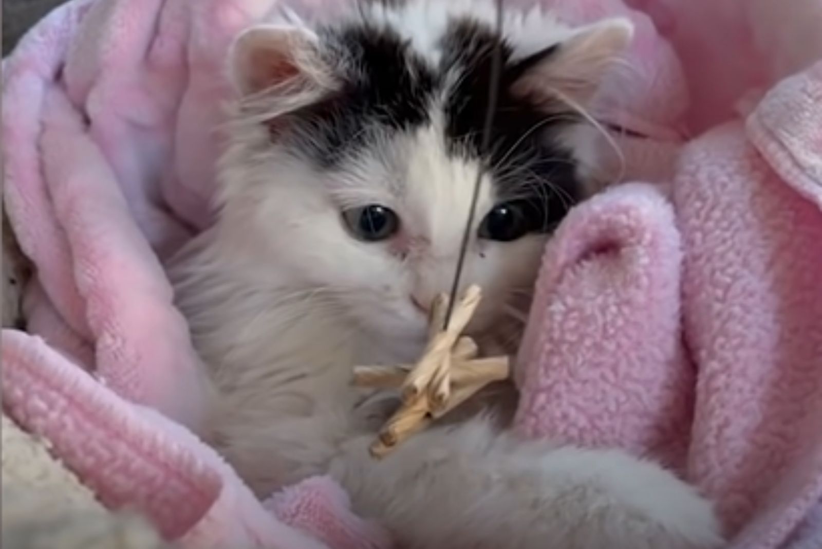 close-up photo of cat in pink blanket