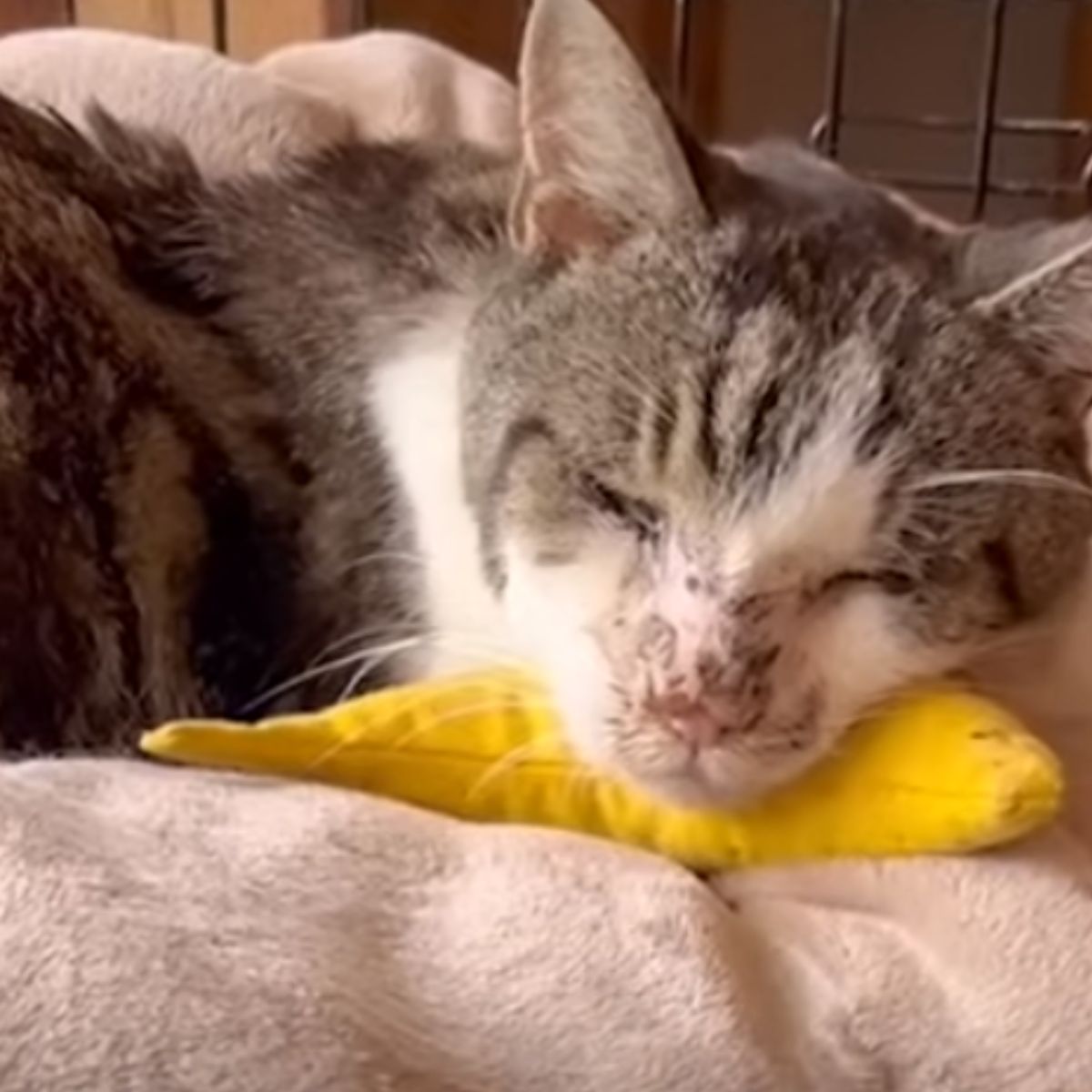 close-up photo of cat lying