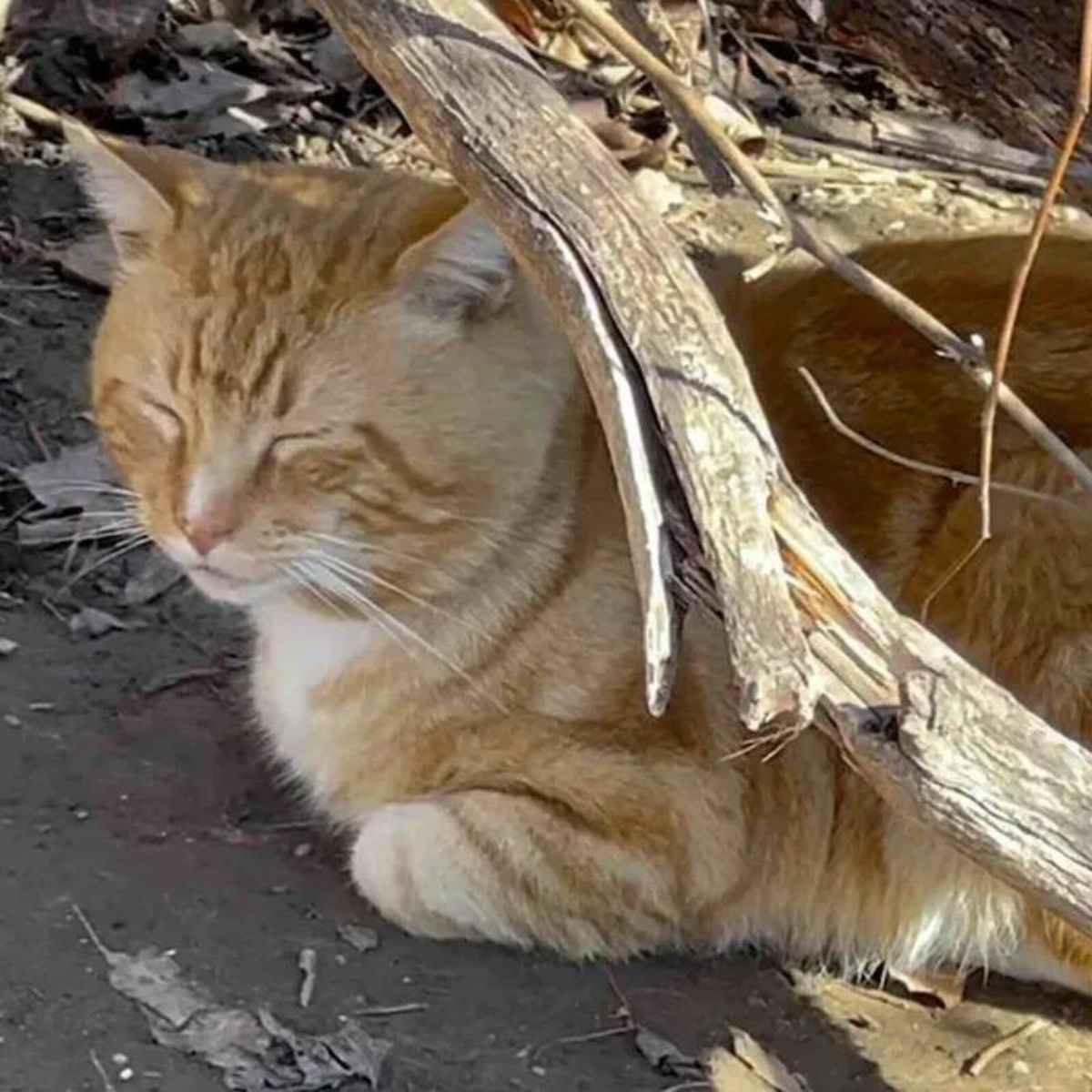 close-up photo of house cat in park